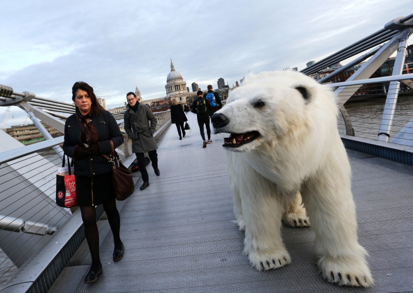 El oso fue llevado por las calles