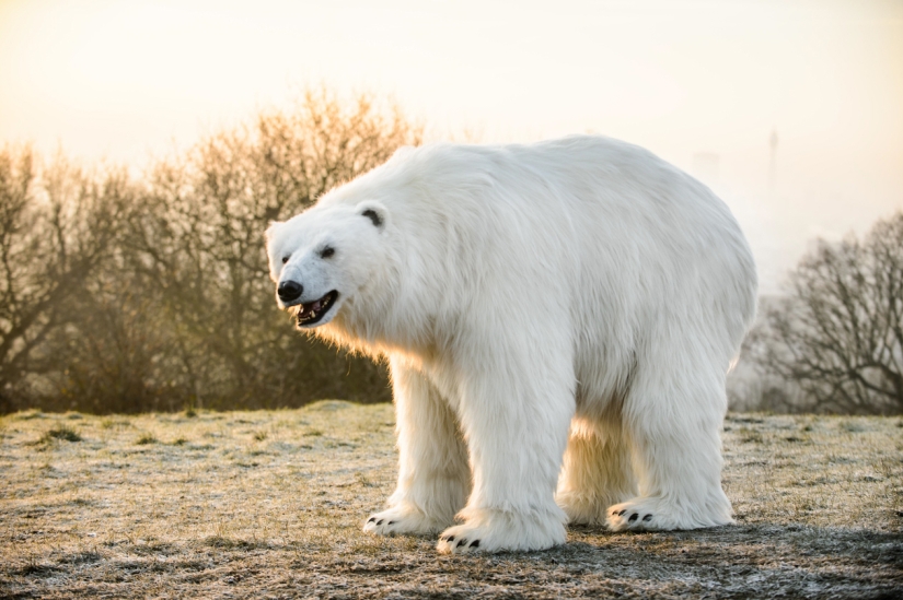 El oso fue llevado por las calles