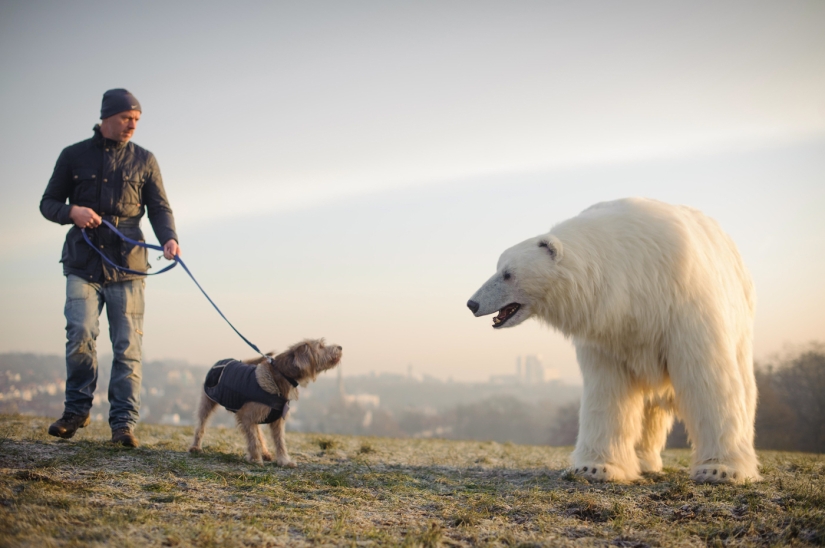 El oso fue llevado por las calles