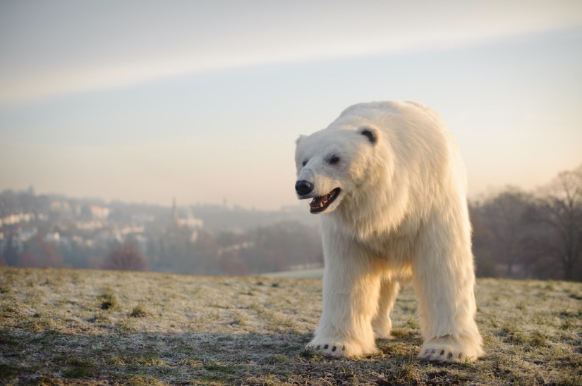 El oso fue llevado por las calles