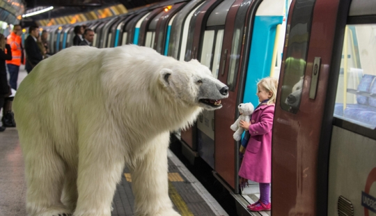 El oso fue llevado por las calles El oso fue llevado por las calles