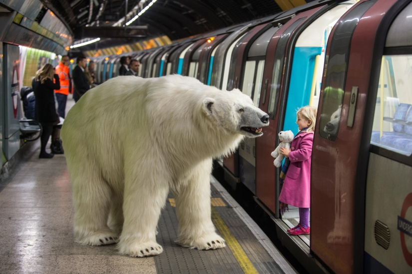 El oso fue llevado por las calles