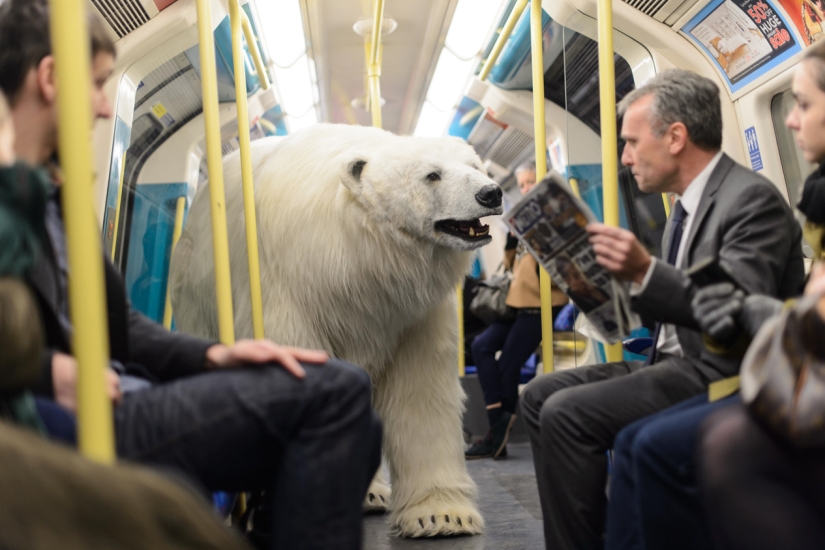 El oso fue llevado por las calles