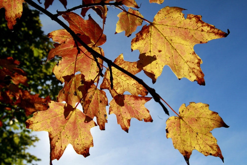 El otoño está en el aire