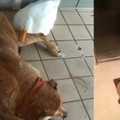 El pato Donald nunca soñó: un pato alienígena salvó a un perro anhelante en el aniversario de la muerte de su novia