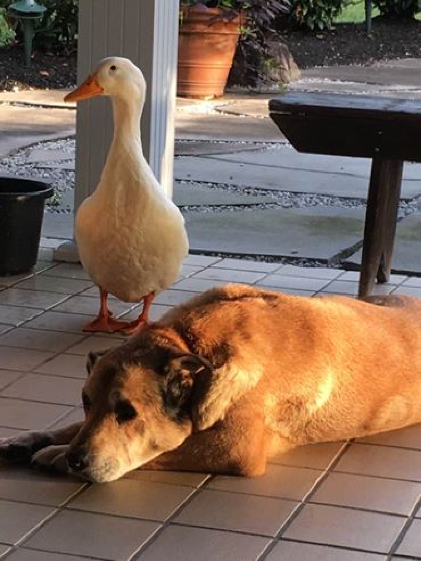El pato Donald nunca soñó: un pato alienígena salvó a un perro anhelante en el aniversario de la muerte de su novia El pato Donald nunca soñó: un pato alienígena salvó a un perro anhelante en el aniversario de la muerte de su novia