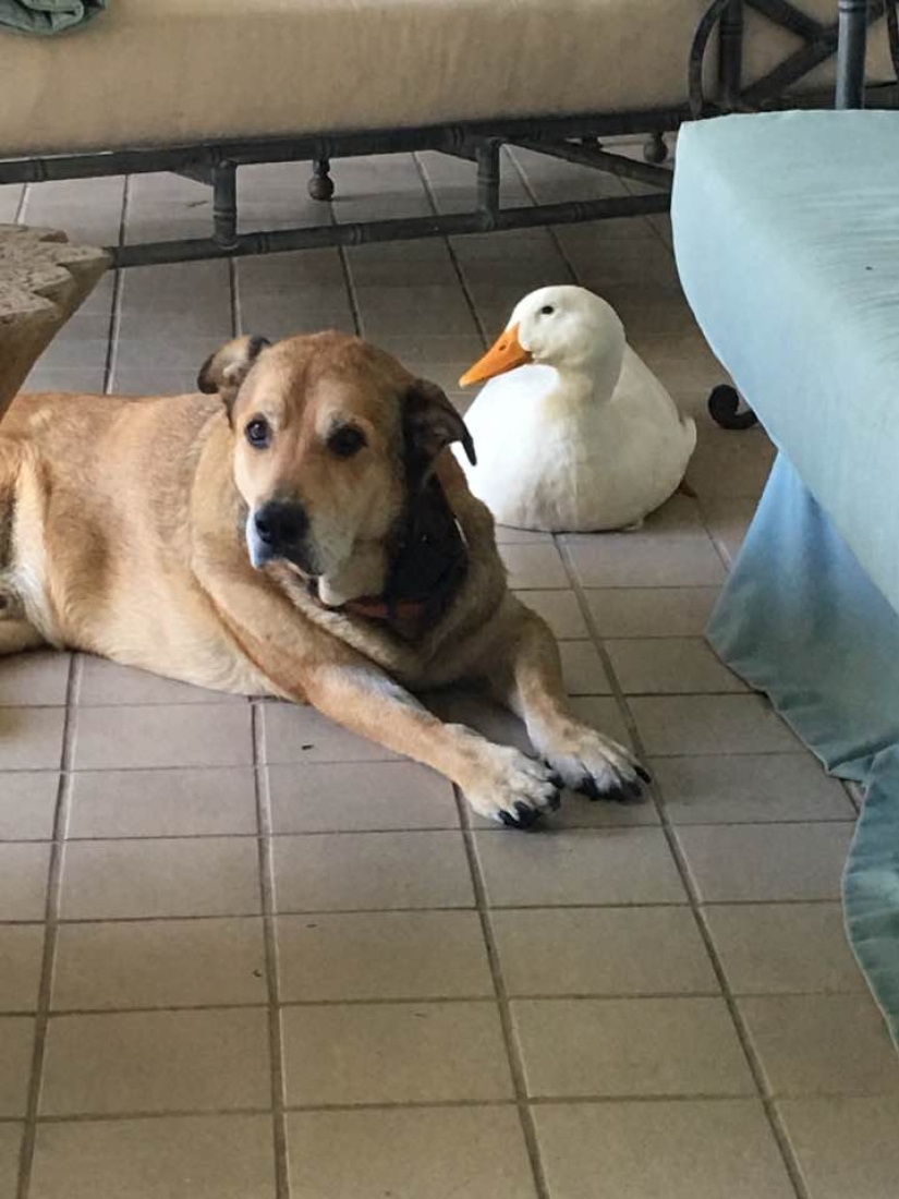 El pato Donald nunca soñó: un pato alienígena salvó a un perro anhelante en el aniversario de la muerte de su novia El pato Donald nunca soñó: un pato alienígena salvó a un perro anhelante en el aniversario de la muerte de su novia