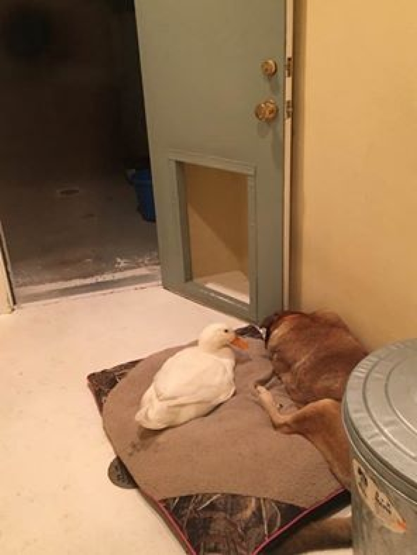 El pato Donald nunca soñó: un pato alienígena salvó a un perro anhelante en el aniversario de la muerte de su novia El pato Donald nunca soñó: un pato alienígena salvó a un perro anhelante en el aniversario de la muerte de su novia