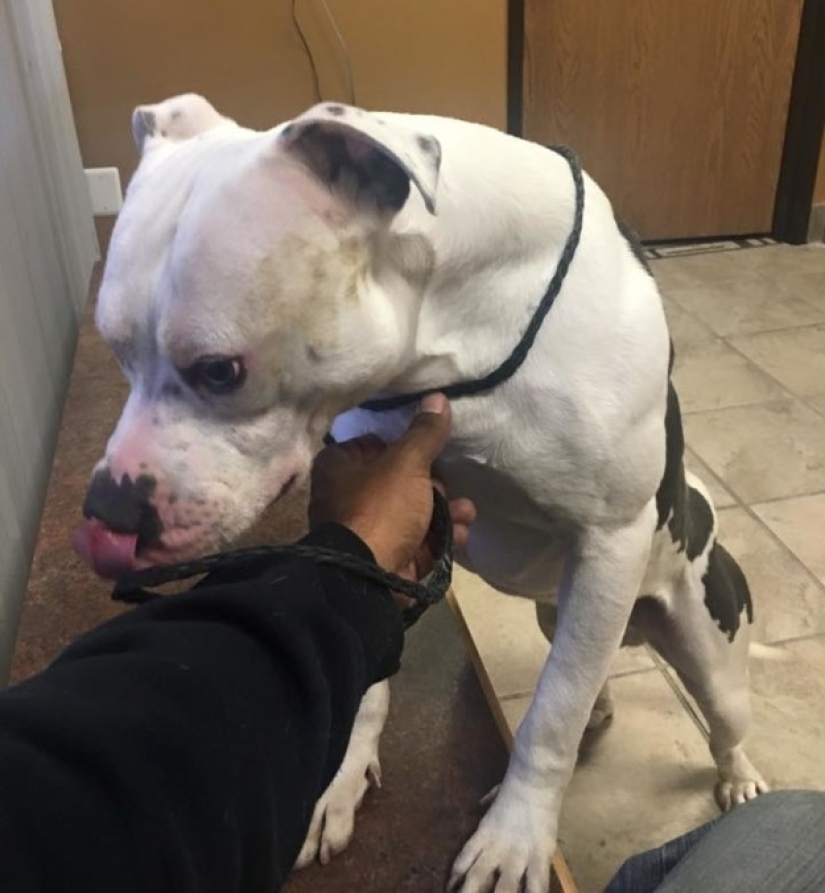 El perro abandonado no pudo creer durante un mes que los dueños se habían ido para siempre El perro abandonado no pudo creer durante un mes que los dueños se habían ido para siempre