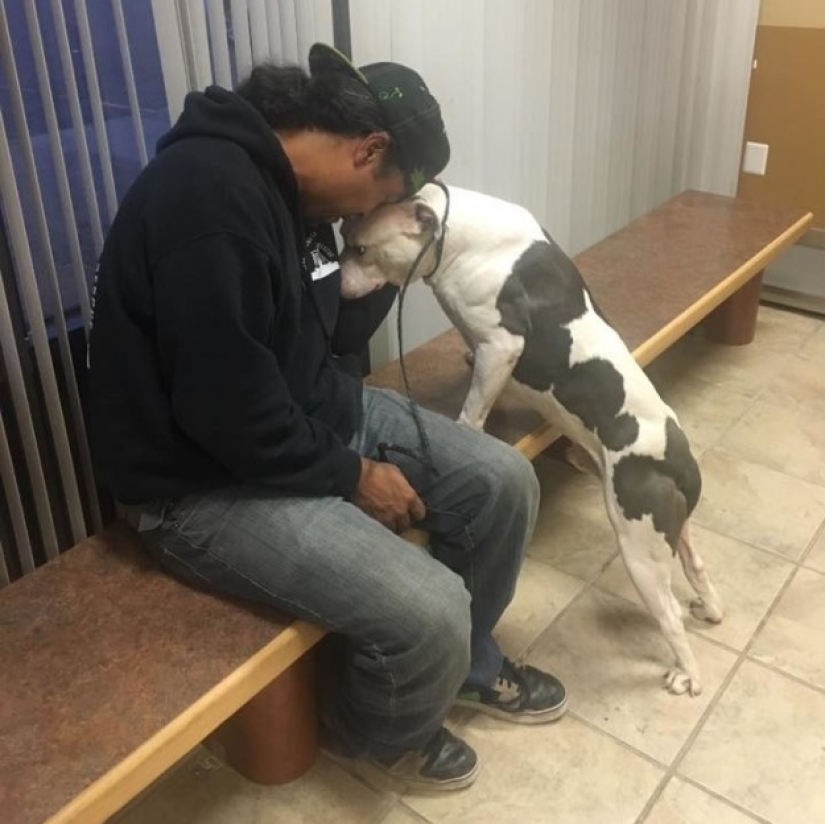 El perro abandonado no pudo creer durante un mes que los dueños se habían ido para siempre El perro abandonado no pudo creer durante un mes que los dueños se habían ido para siempre