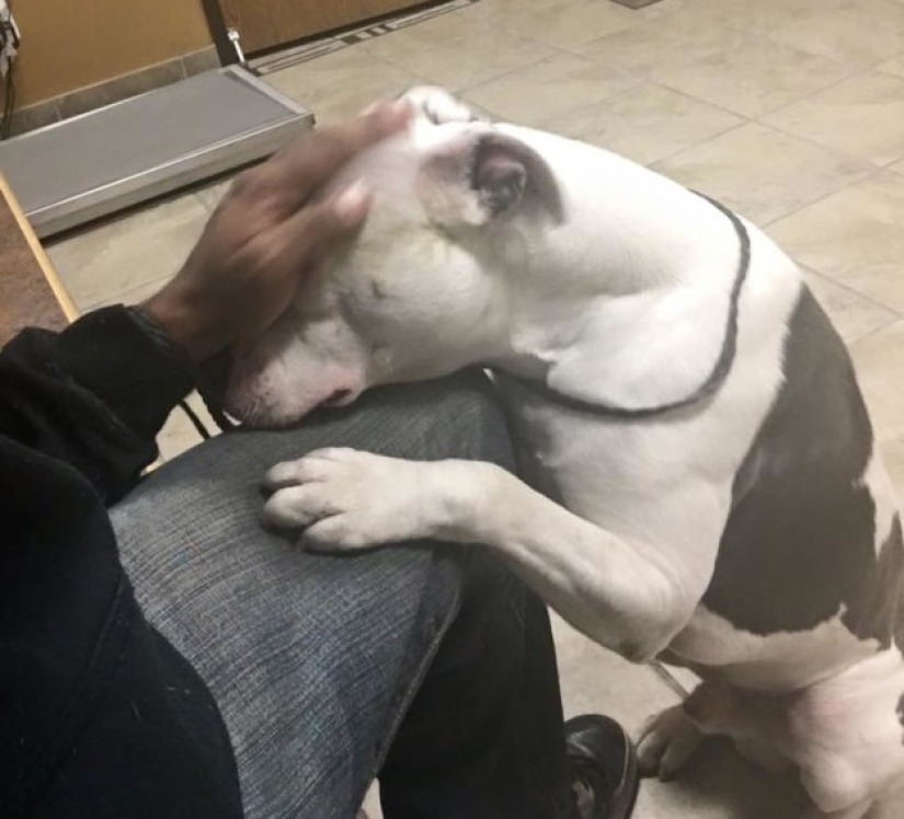 El perro abandonado no pudo creer durante un mes que los dueños se habían ido para siempre El perro abandonado no pudo creer durante un mes que los dueños se habían ido para siempre