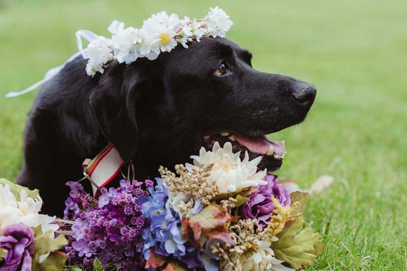El perro moribundo vivió para ver la boda de su amada amante El perro moribundo vivió para ver la boda de su amada amante