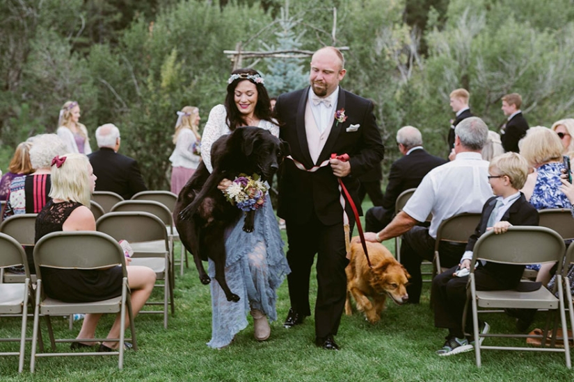 El perro moribundo vivió para ver la boda de su amada amante El perro moribundo vivió para ver la boda de su amada amante