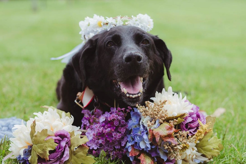 El perro moribundo vivió para ver la boda de su amada amante El perro moribundo vivió para ver la boda de su amada amante