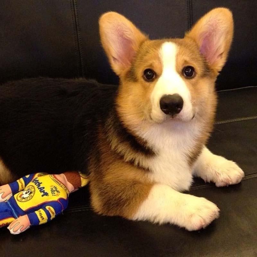 El perro más emotivo de Instagram