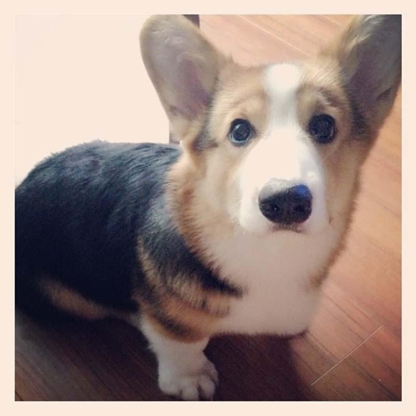 El perro más emotivo de Instagram