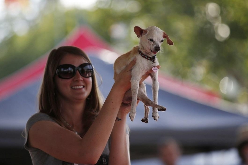El perro más feo del mundo en 2014 El perro más feo del mundo en 2014