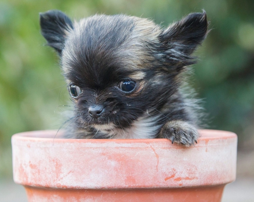 El perro más pequeño de Gran Bretaña cree que es un gatito