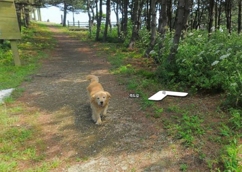 El perro sigue el dispositivo de Google Street View y hace fotobombas en cada fotograma El perro sigue el dispositivo de Google Street View y hace fotobombas en cada fotograma