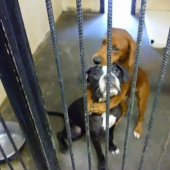 El poder mágico de Facebook: dos perros abrazados se salvaron de la eutanasia en el último momento