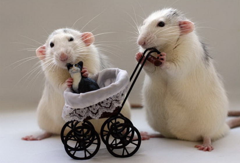 El Premio Nobel-2016: se entregaron los premios a los descubrimientos científicos más inútiles El Premio Nobel-2016: se entregaron los premios a los descubrimientos científicos más inútiles