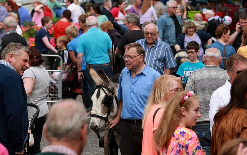 El primer concurso mundial de escupir estiércol de oveja