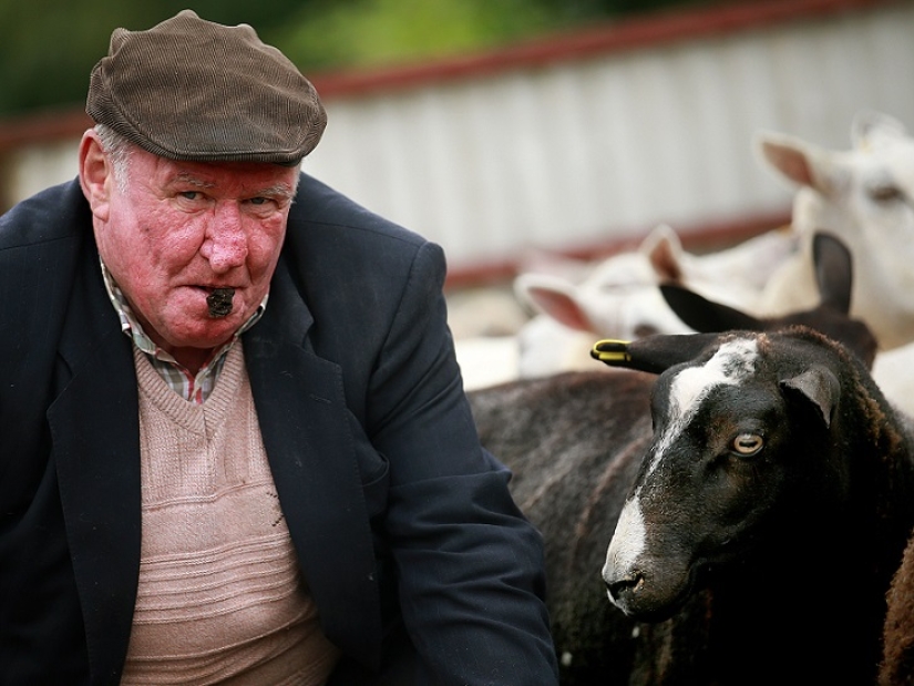 El primer concurso mundial de escupir estiércol de oveja