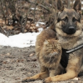 El provocador bigotudo: cómo el gato Tobik entrena a los perros