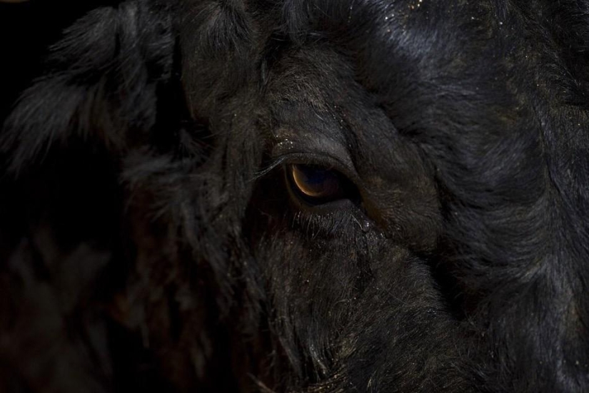 El regreso del matador