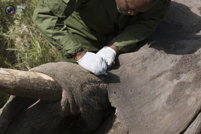El Servicio de Vida Silvestre de Kenia reubica elefantes