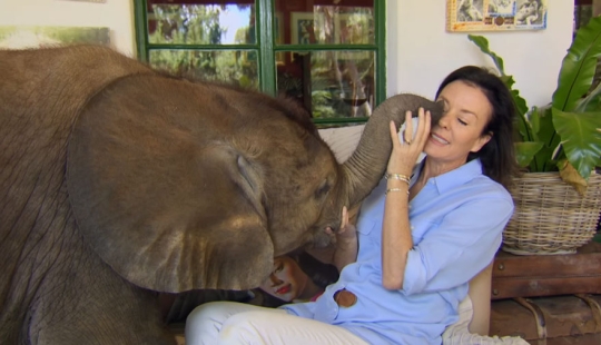 Elefante ha encontrado una nueva "mamá" Elefante ha encontrado una nueva "mamá"