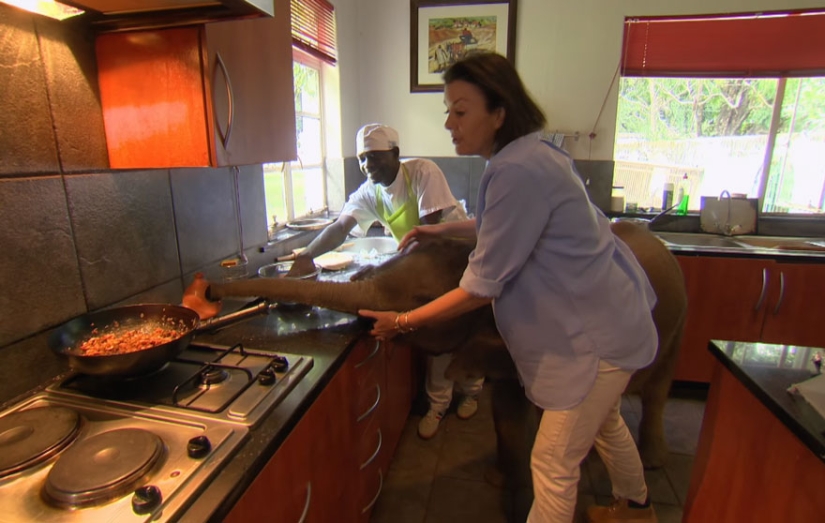 Elephant has found a new "mom" Elephant has found a new "mom"