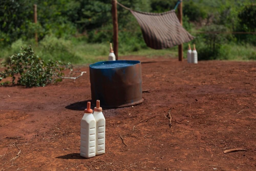 Elephant Orphanage in Kenya Elephant Orphanage in Kenya