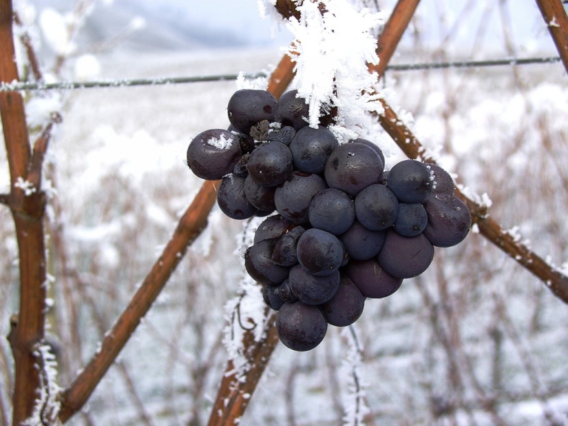 Elixir de los dioses: 36 datos interesantes sobre el vino Elixir de los dioses: 36 datos interesantes sobre el vino