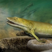 Elpistostega: La criatura que nos dio dedos. Uno de los primeros "peces" que se atrevió a ir a la tierra y adquirió extremidades de pleno derecho.