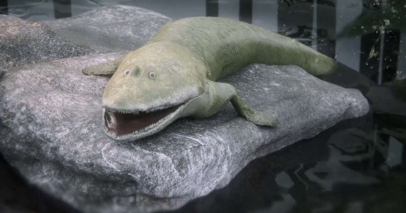 Elpistostega: La criatura que nos dio dedos. Uno de los primeros "peces" que se atrevió a ir a la tierra y adquirió extremidades de pleno derecho. Elpistostega: La criatura que nos dio dedos. Uno de los primeros "peces" que se atrevió a ir a la tierra y adquirió extremidades de pleno derecho.