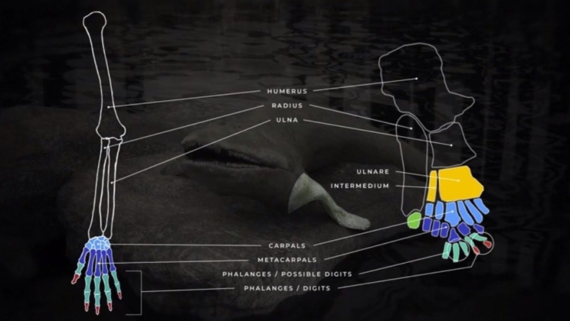 Elpistostega: La criatura que nos dio dedos. Uno de los primeros "peces" que se atrevió a ir a la tierra y adquirió extremidades de pleno derecho. Elpistostega: La criatura que nos dio dedos. Uno de los primeros "peces" que se atrevió a ir a la tierra y adquirió extremidades de pleno derecho.