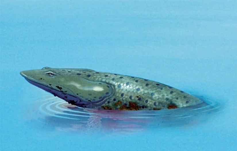 Elpistostega: The creature that gave us fingers. One of the first "fish" that dared to go on land and acquired full-fledged limbs