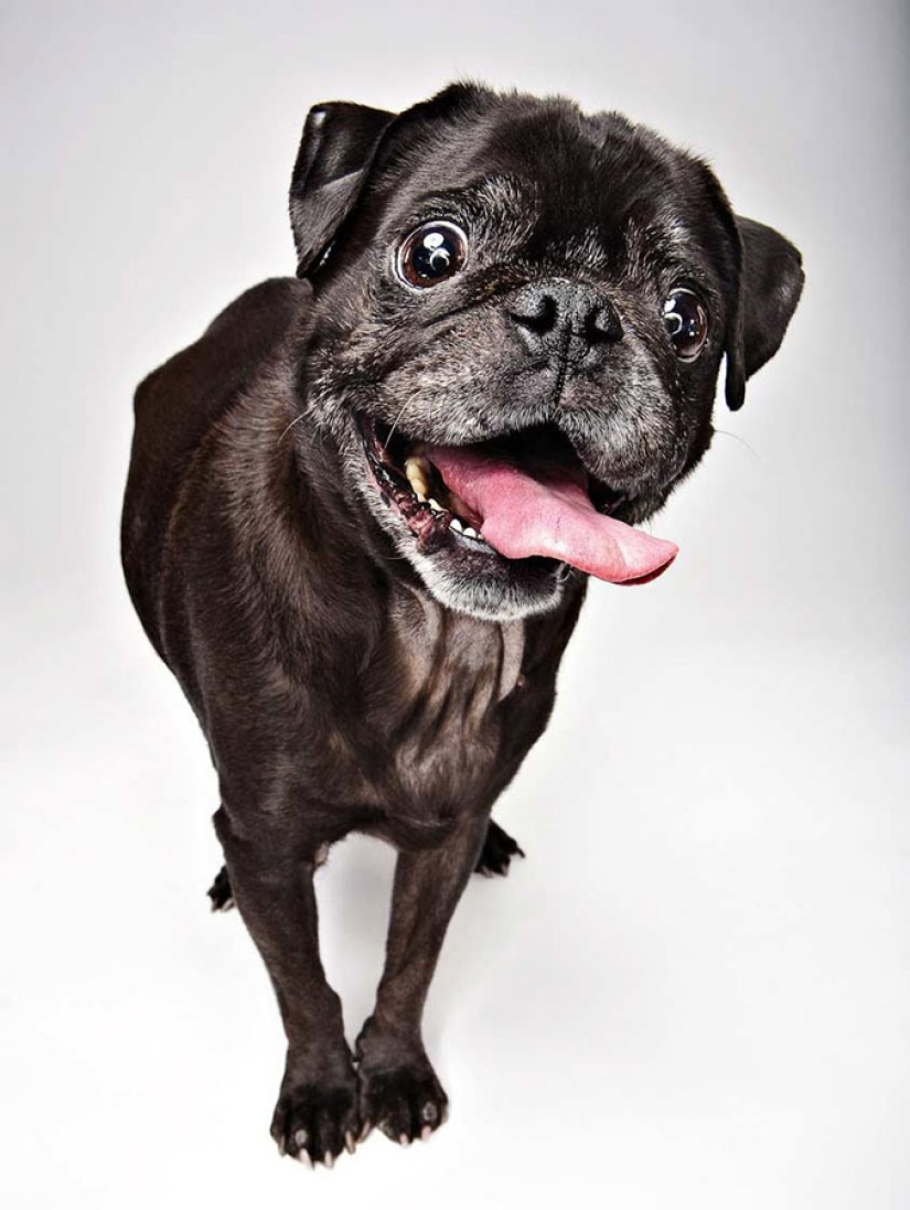 Emociones animales de Evan Kafka