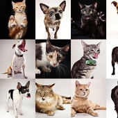 Emociones animales de Evan Kafka