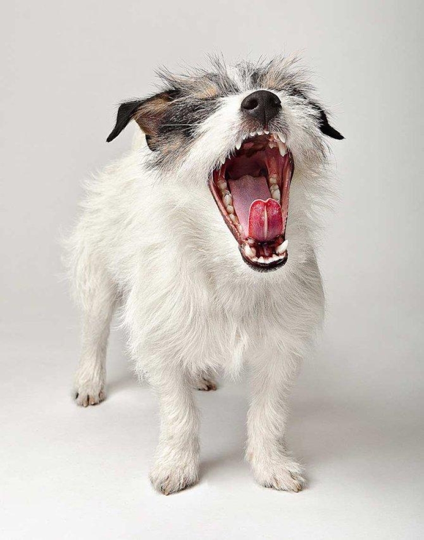 Emociones animales de Evan Kafka