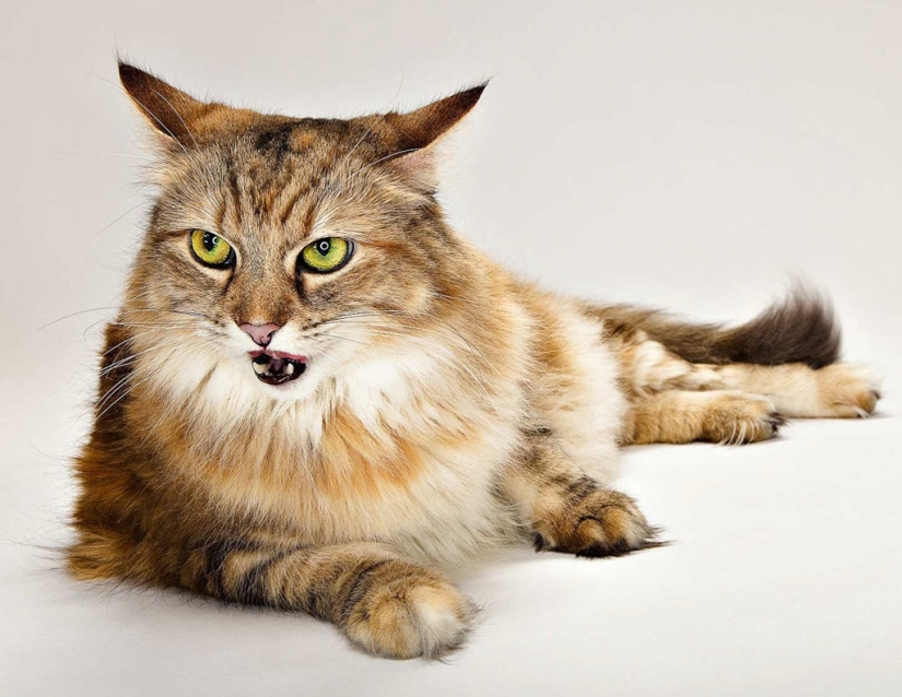 Emociones animales de Evan Kafka