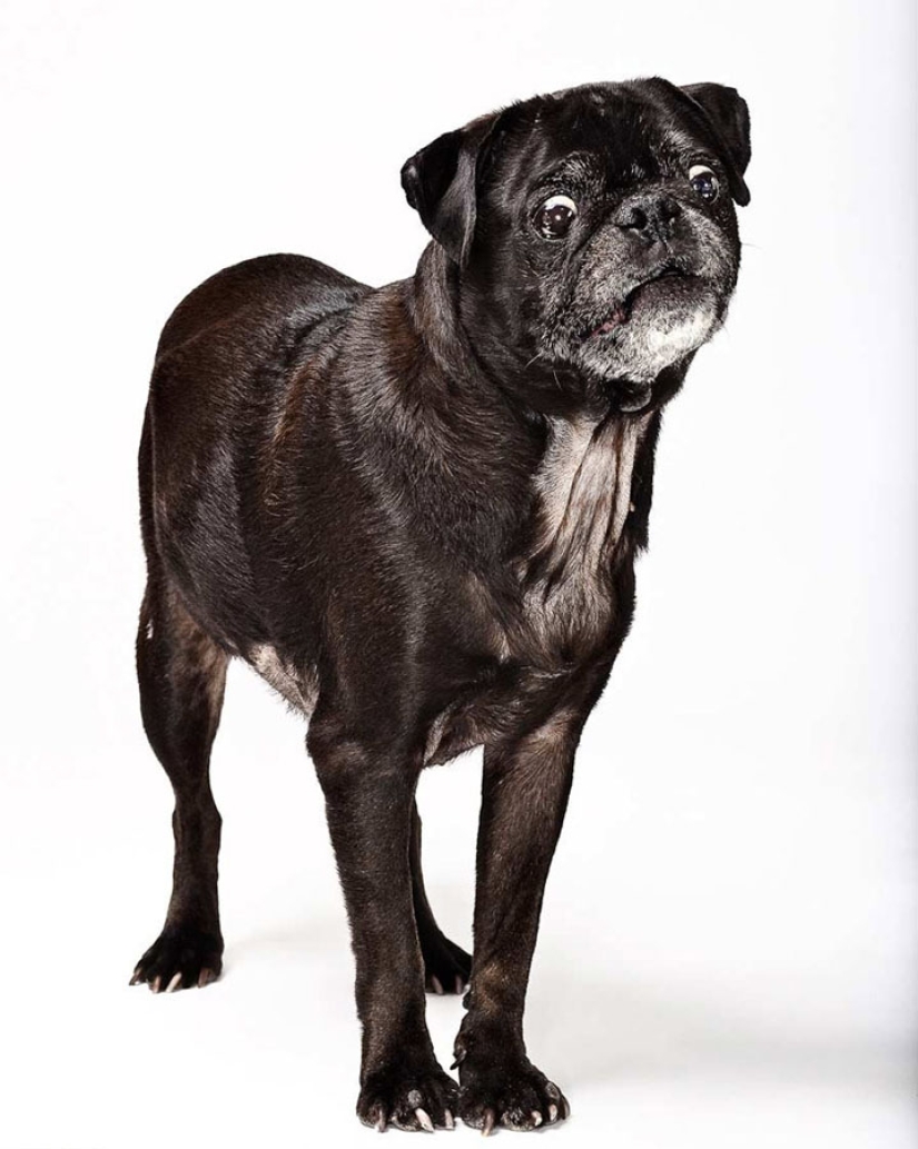 Emociones animales de Evan Kafka