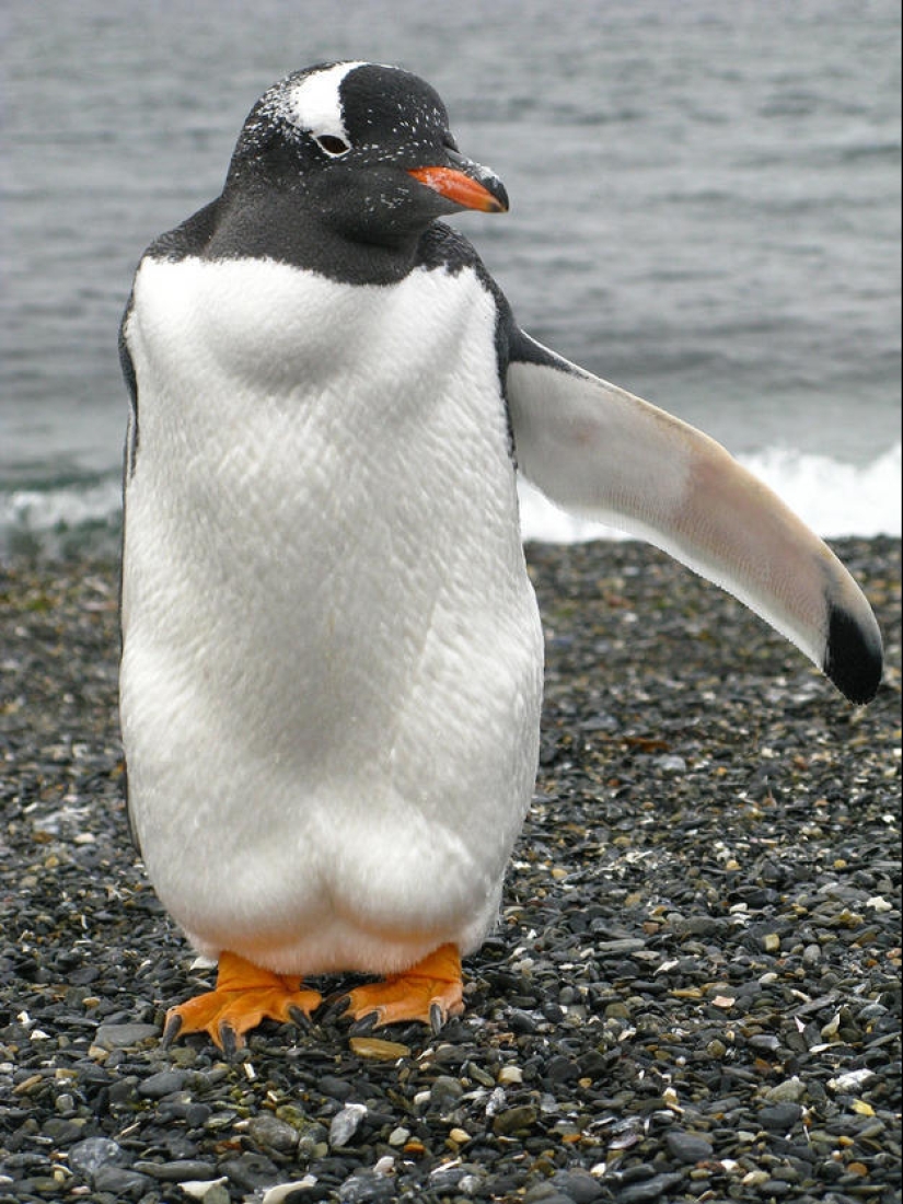 Emotional selection: Sideways glances in the animal world Emotional selection: Sideways glances in the animal world