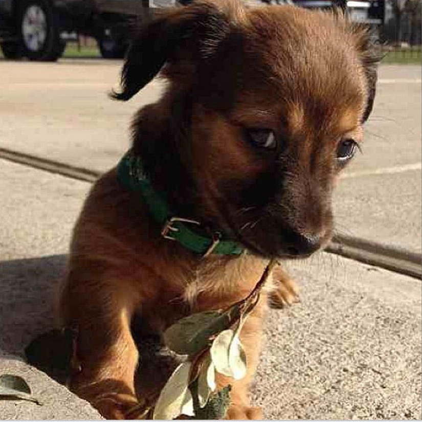 Emotional selection: Sideways glances in the animal world Emotional selection: Sideways glances in the animal world