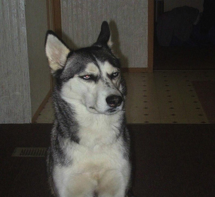 Emotional selection: Sideways glances in the animal world Emotional selection: Sideways glances in the animal world