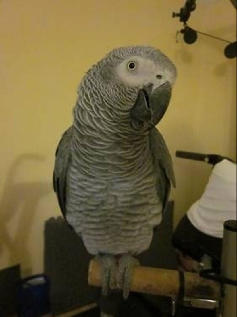 Emotional selection: Sideways glances in the animal world Emotional selection: Sideways glances in the animal world