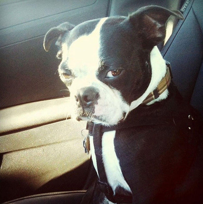 Emotional selection: Sideways glances in the animal world Emotional selection: Sideways glances in the animal world