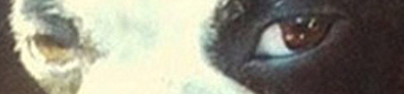 Emotional selection: Sideways glances in the animal world Emotional selection: Sideways glances in the animal world