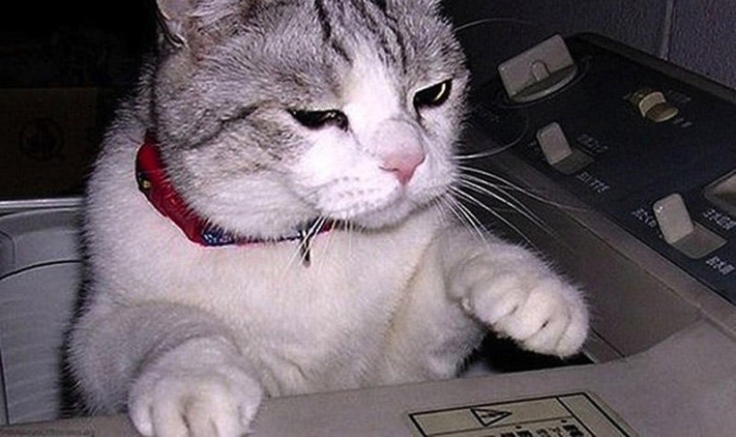 Emotional selection: Sideways glances in the animal world Emotional selection: Sideways glances in the animal world